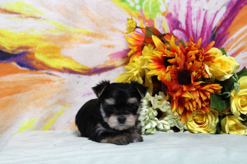 puppy, for, sale, Morkie, Matthew B. Stoltzfus, dog, breeder, Gap, PA, dog-breeder, puppy-for-sale, forsale, nearby, find, puppyfind, locator, puppylocator, aca